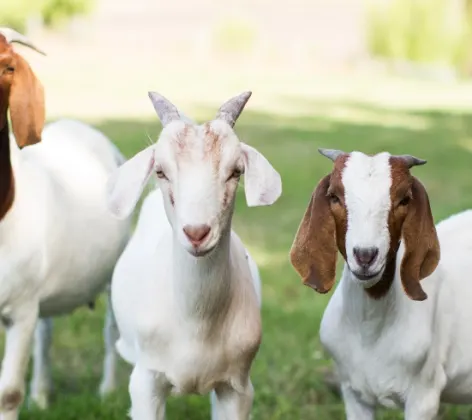 3 goats standing next to each other in rural grassy setting